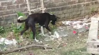 Dog eating Grass