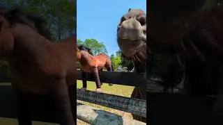 Horse gets a custom plushie of him 😍 