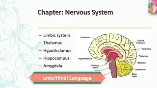 Limbic system | Thalamus | Hypothalamus | Hippocampus | Amygdala | Urdu/Hindi | by dear knowledge