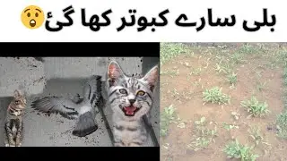 Itna Bara Nuqsaan Ho Gaya😲 | AHSAN JUTT |Ahsanbirdszone