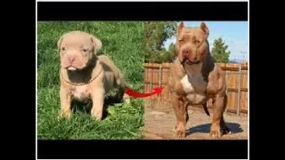 #Shorts  Filhotes de Pitbull que Cresceram Demais 2021 #Shorts