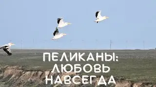 Пеликаны: любовь навсегда