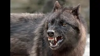 داستان گرگها - Story of The Wolves