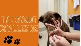 Snoot Challenge - Fail Video