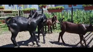 Камори козы,продажа т.8 961 290 9000