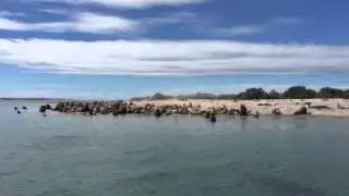 Sea lion colony II
