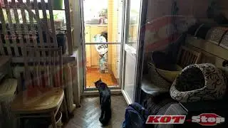 🐱 Сетка Решетка антикошка КОТ-Stop ДЛЯ БАЛКОННОЙ ДВЕРИ Заказ 2456. ОТКРЫВАЕТСЯ. Повышенная нагрузка.