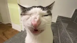 The destroyer of dryfood