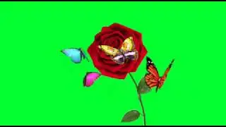 Flowers green screen effects rose green screen rose green screen effects rose green screen effects