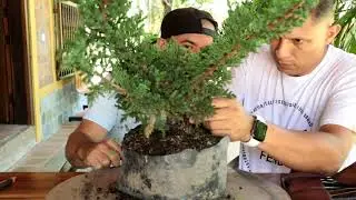 curso personalizado bonsai Medellín Colombia aprenda con calidad #bonsaicolombia #bonsaimedellin