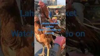 aseel market Lahore | price update #aseel #aseelmurgavideos #shorts