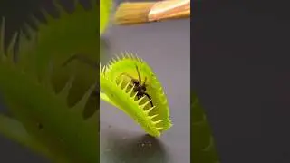 🚨Las 4 Plantas Carnivoras mas Peligrosas y Raras del Mundo🚨