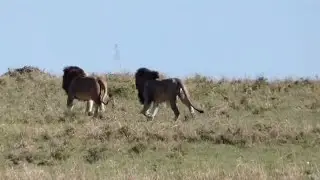 Male lions running away from bigger male lions