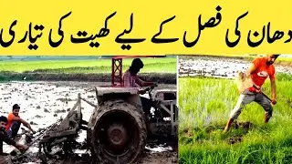 3. Khet Ki Taiyari for Dhaan Ki Fasal | Rice Farming Vlog in Pakistan/India