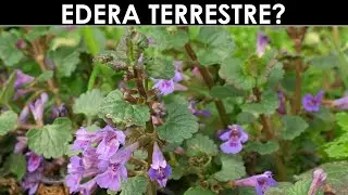 VErba Volant - Edera terrestre