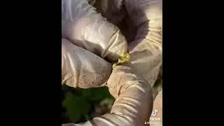 Смородиновый клещ.