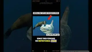 Ocean Sunfish || This Fish Should Be Extinct! 🐟🔍 