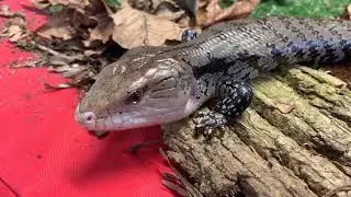 Zoo School Live! - 3.19.20