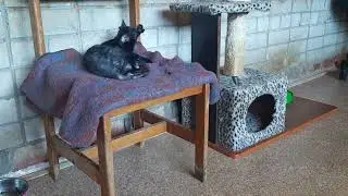 Корниш-рекс вязка кошек и поведение кошки после удачной вязки.