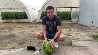 Арбуз Селест (Осман) разрезаем и пробуем