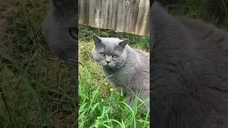 Ты чего такой злой? #кошкисмешные