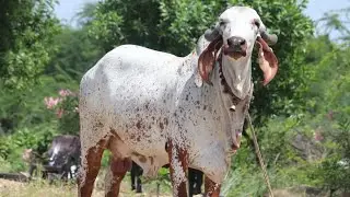 Bhavnagar Bloodline Top Quality Gir Cow 9928787671