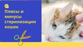 Стерилизация кошек: плюсы и минусы.Советы ветеринара.