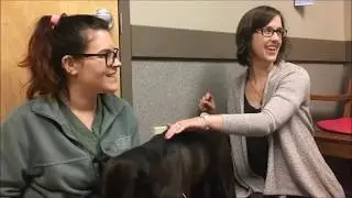 Sweetie's Acupuncture with Dr. Kate McDermott | Winslow Animal Hospital Dog & Cat