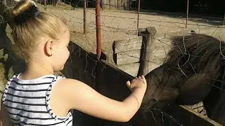 МИНИ ЗООПАРК в Вавруве Польша / Укусила лошадь / MINI ZOO w Wawrówie Polska / часть 1