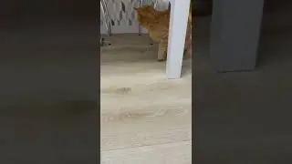 У кота день рождения