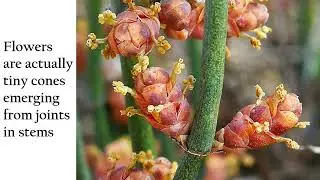 Ephedra