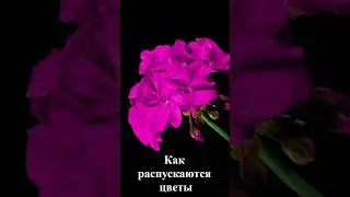 Волшебство :) Shorts