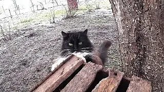 Короткий понедельник. Масленица пришла! Жизнь станичная.