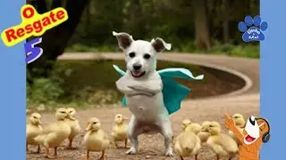 O que aconteceu com os Patinhos? - Animais Dublados Binho e Mel