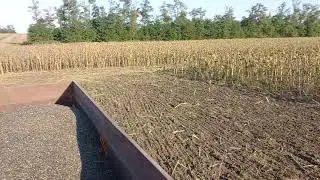 уборка крупноплодного, кондитерского подсолнечника