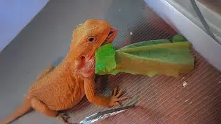 Bearded Dragon Feeding Guide: How to Get Your Beardie to Eat Vegetables?