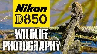 Nikon D850 Wildlife Photography | LOVE This Camera!