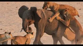 Lion vs Elephant Real Fights - Elephant Rescued Buffalo From Lion Attack | Wildlife bloody gruesome