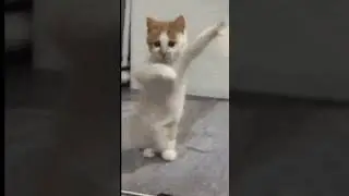 GIF! Кот Танцует! 