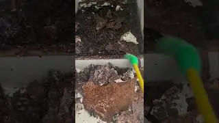 Protect Your Home with Effective Termite Treatment