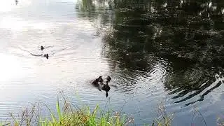 Чернети