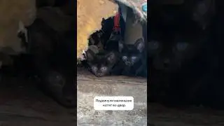 История подкинутых котят
