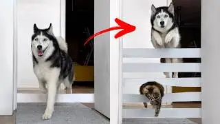 Hilarious Husky & Cat Teamwork to Destroy a Toilet Paper Wall! NEW Challenges For Dogs And Cats