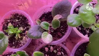 My violet purchases lately. A lot!