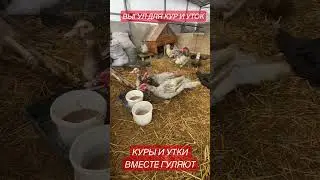 Утки и куры вместе гуляют! Выгул для птиц в курятнике, 