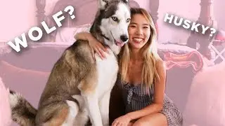 Is My Dog a Wolf? · DOG DNA TEST | YB Chang