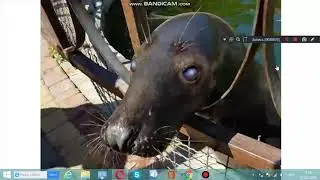 Тайган. Тюлень Маэстро Бессмертный.