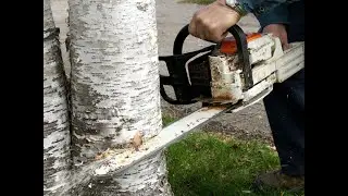 Спилят ли деревья в Венеций