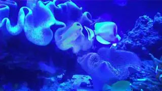 Video 53