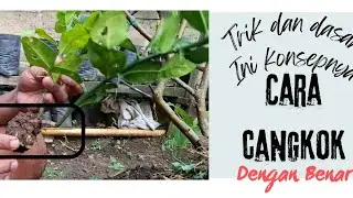 The easiest way to graft kaffir limes and guaranteed success without any tricks